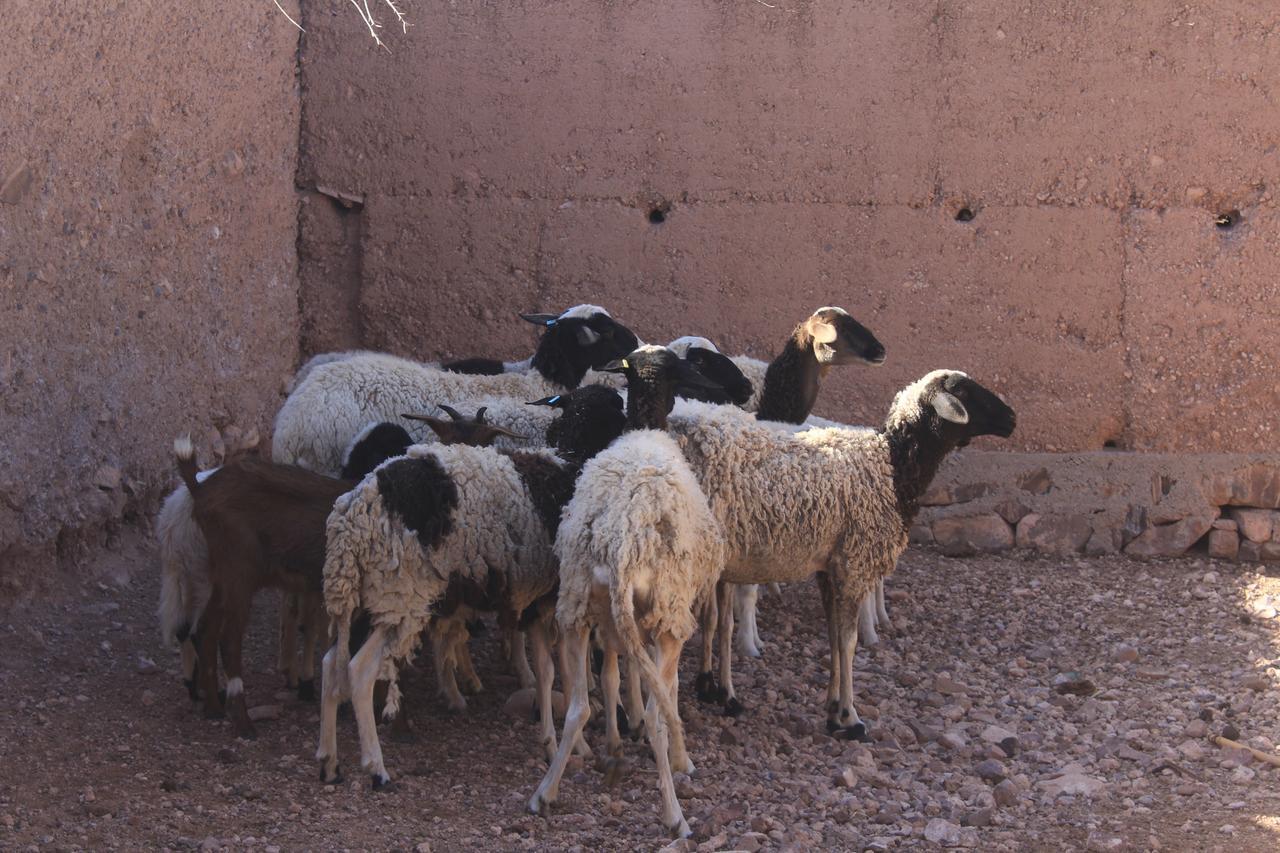 Dar Alfourssane Ferme D'Hote 우아르자자테 외부 사진