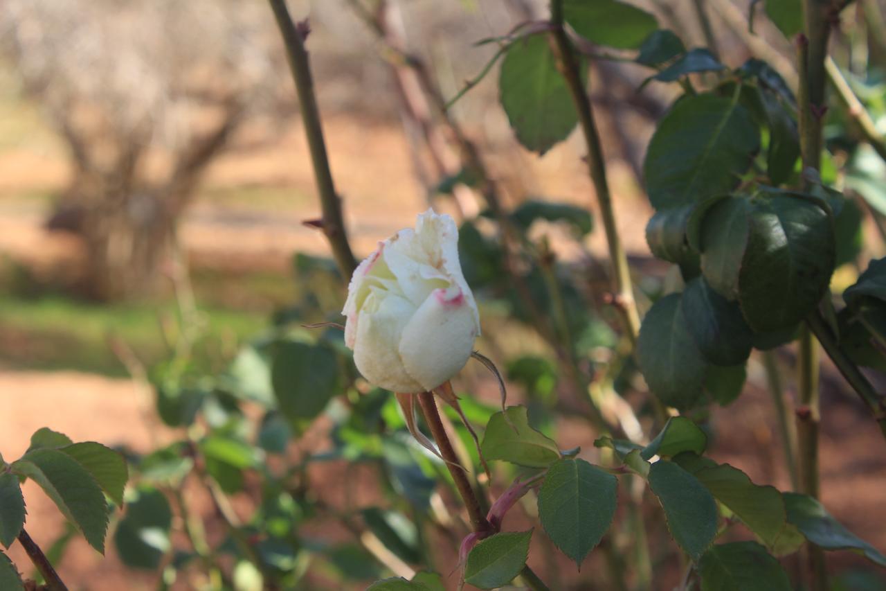 Dar Alfourssane Ferme D'Hote 우아르자자테 외부 사진